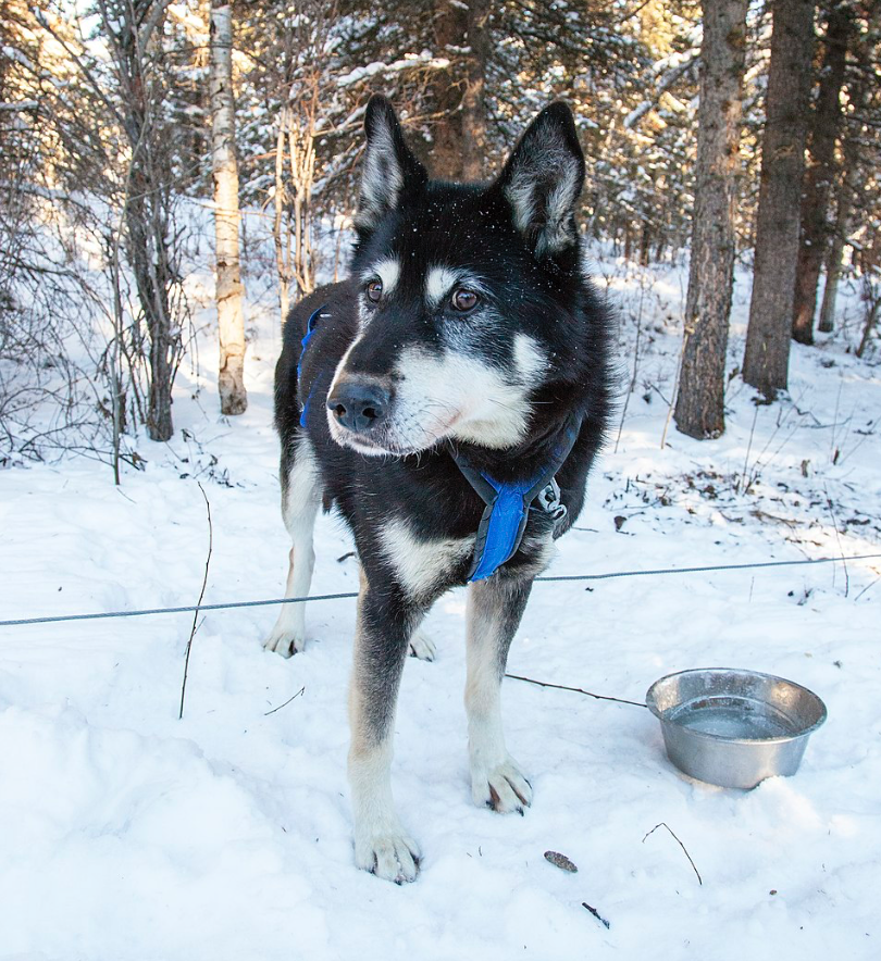 Alaskan Husky